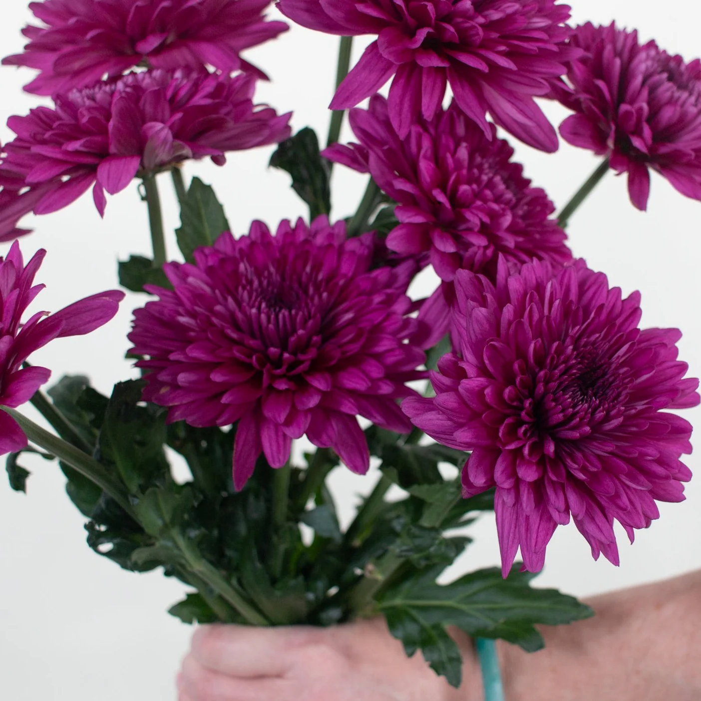 Purple Cremone Flower - Image 4