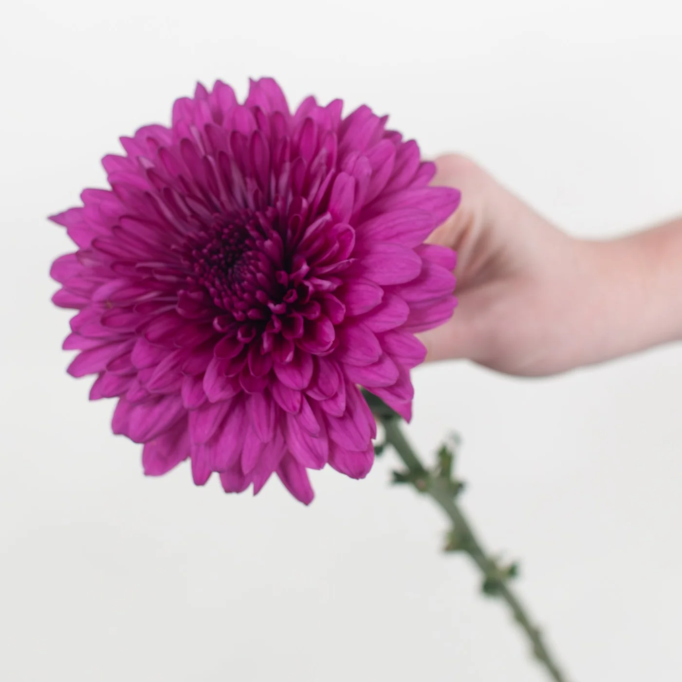 Purple Cremone Flower - Image 5