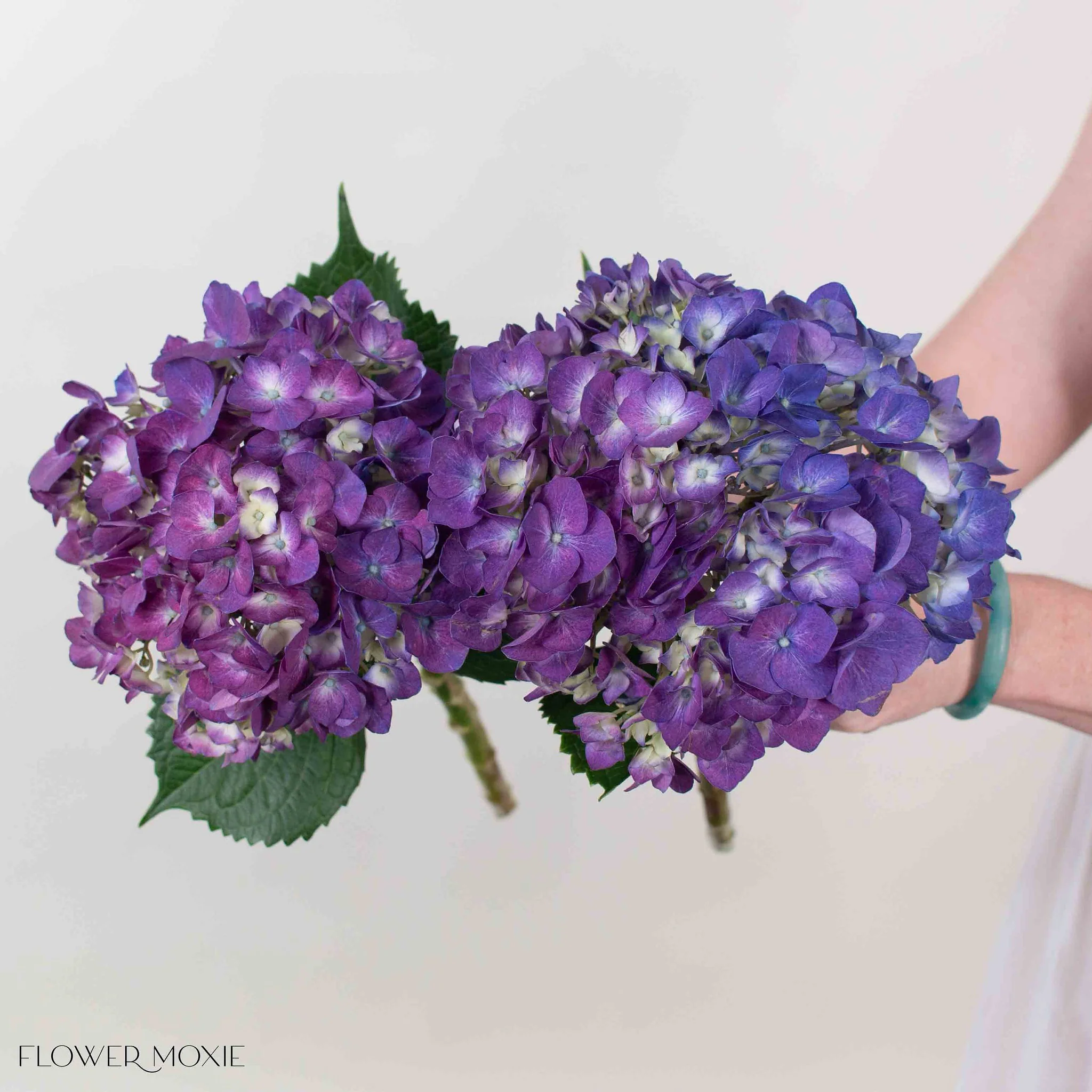 Purple Hydrangea Flower - Image 3