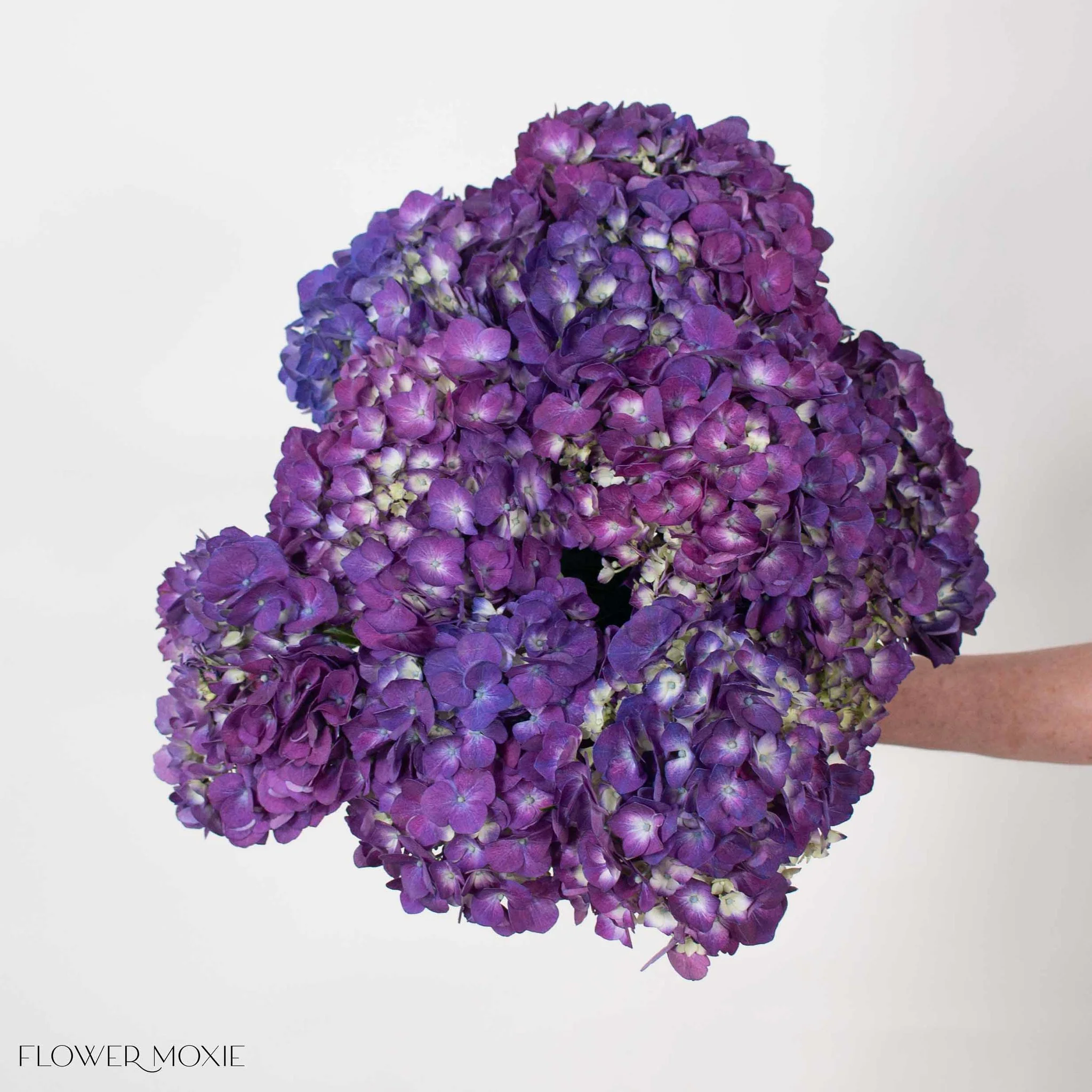 Purple Hydrangea Flower - Image 4