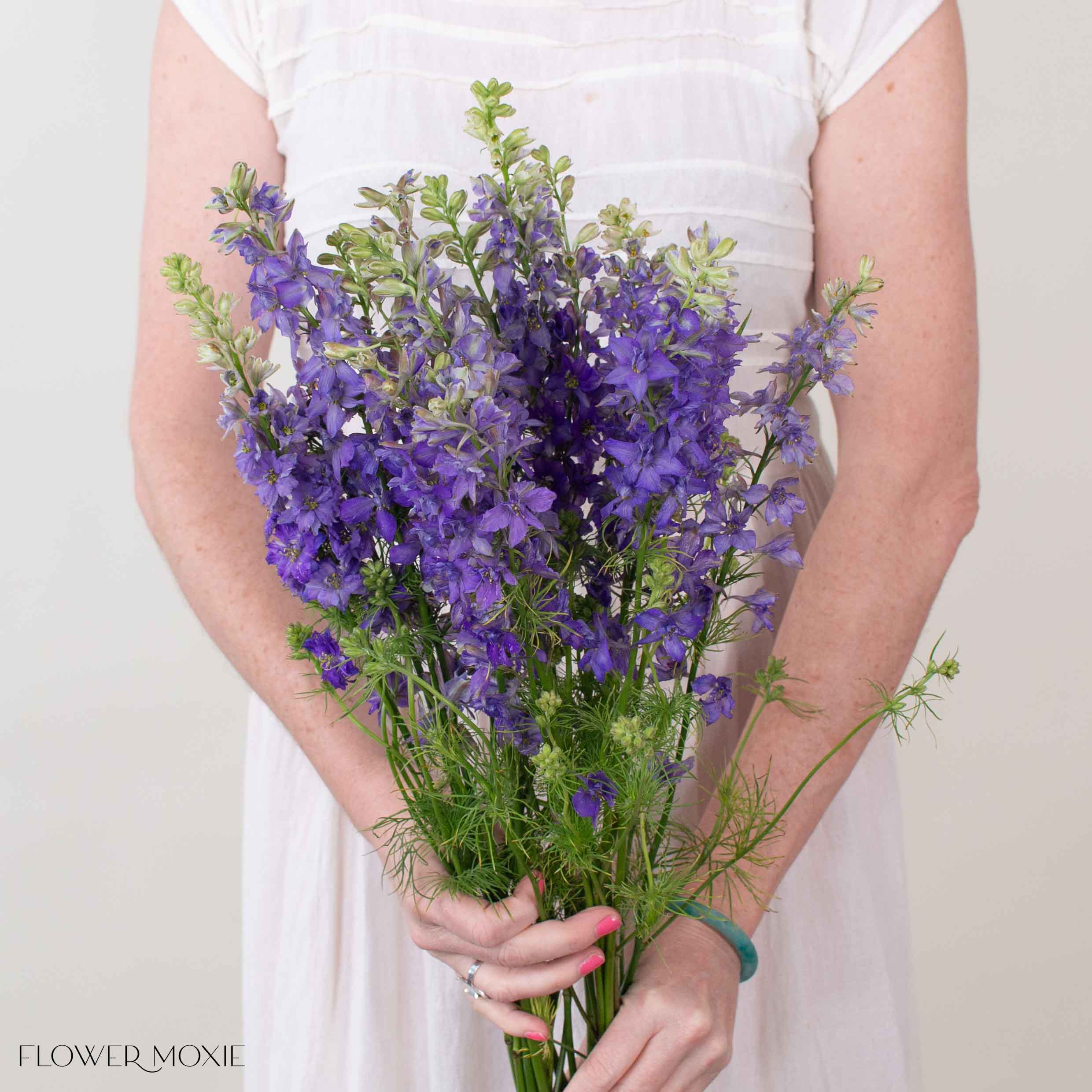 Purple Larkspur Flower