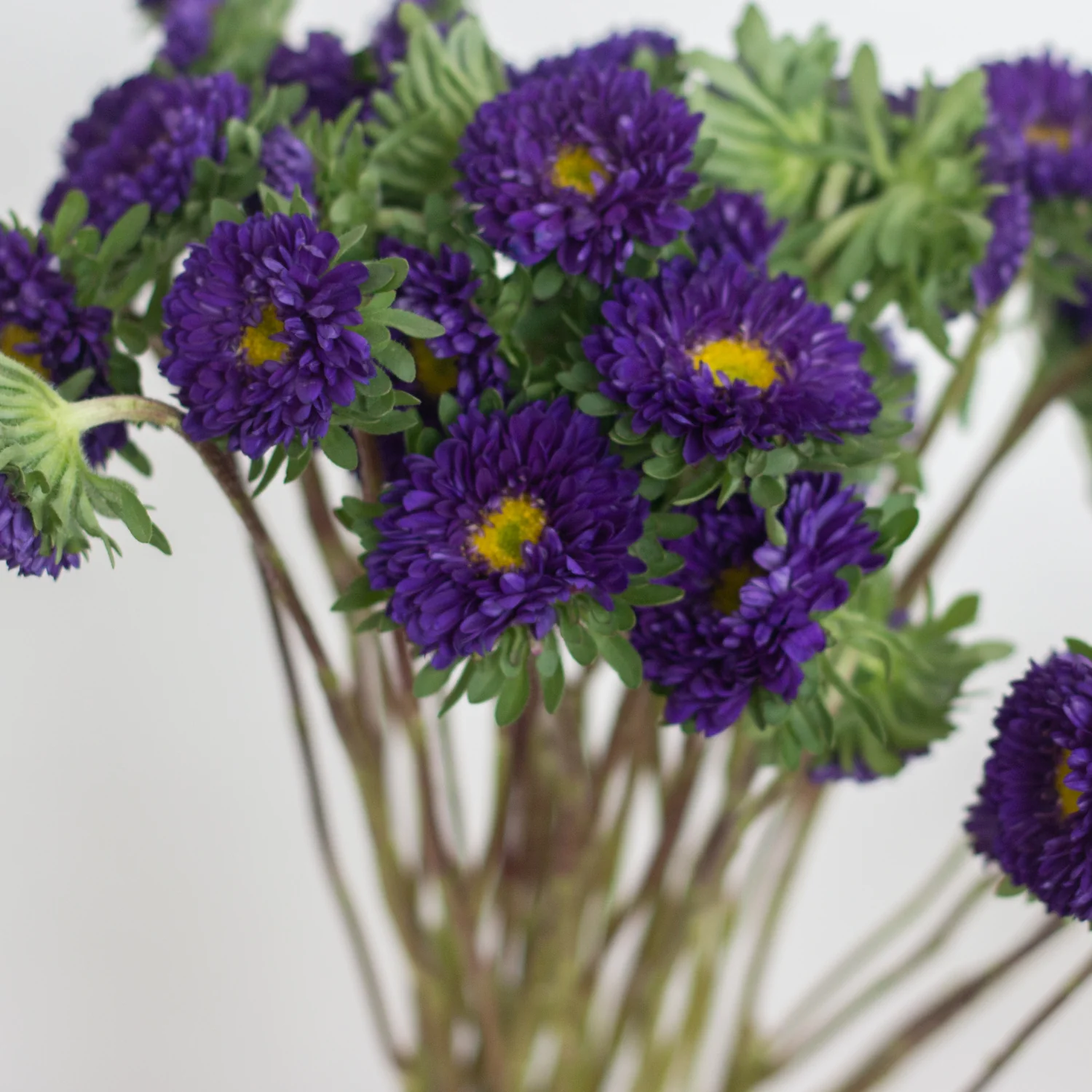 Purple Matsumoto Aster Flowers - Image 3