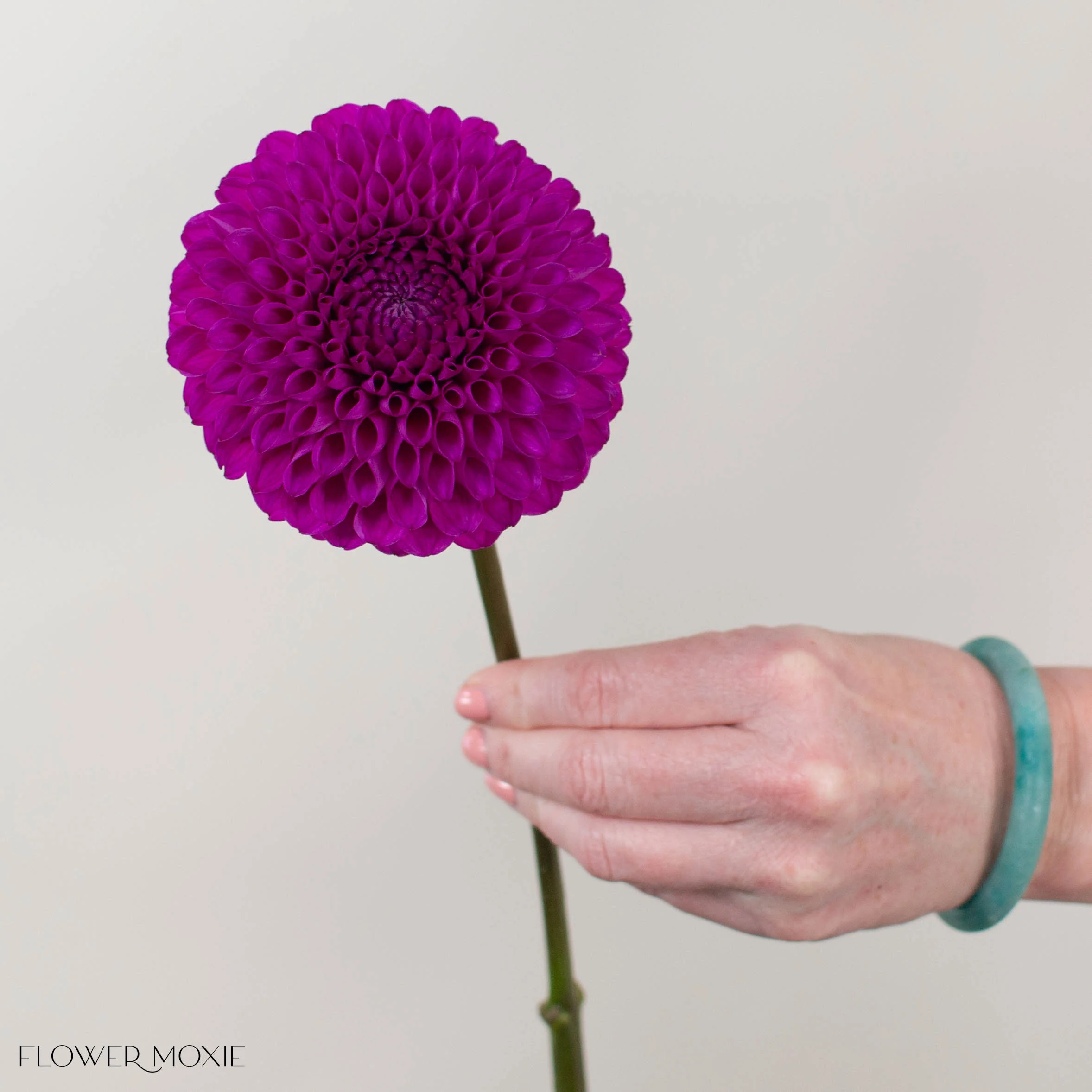 Magenta Naomi Dahlia Flower - Image 3