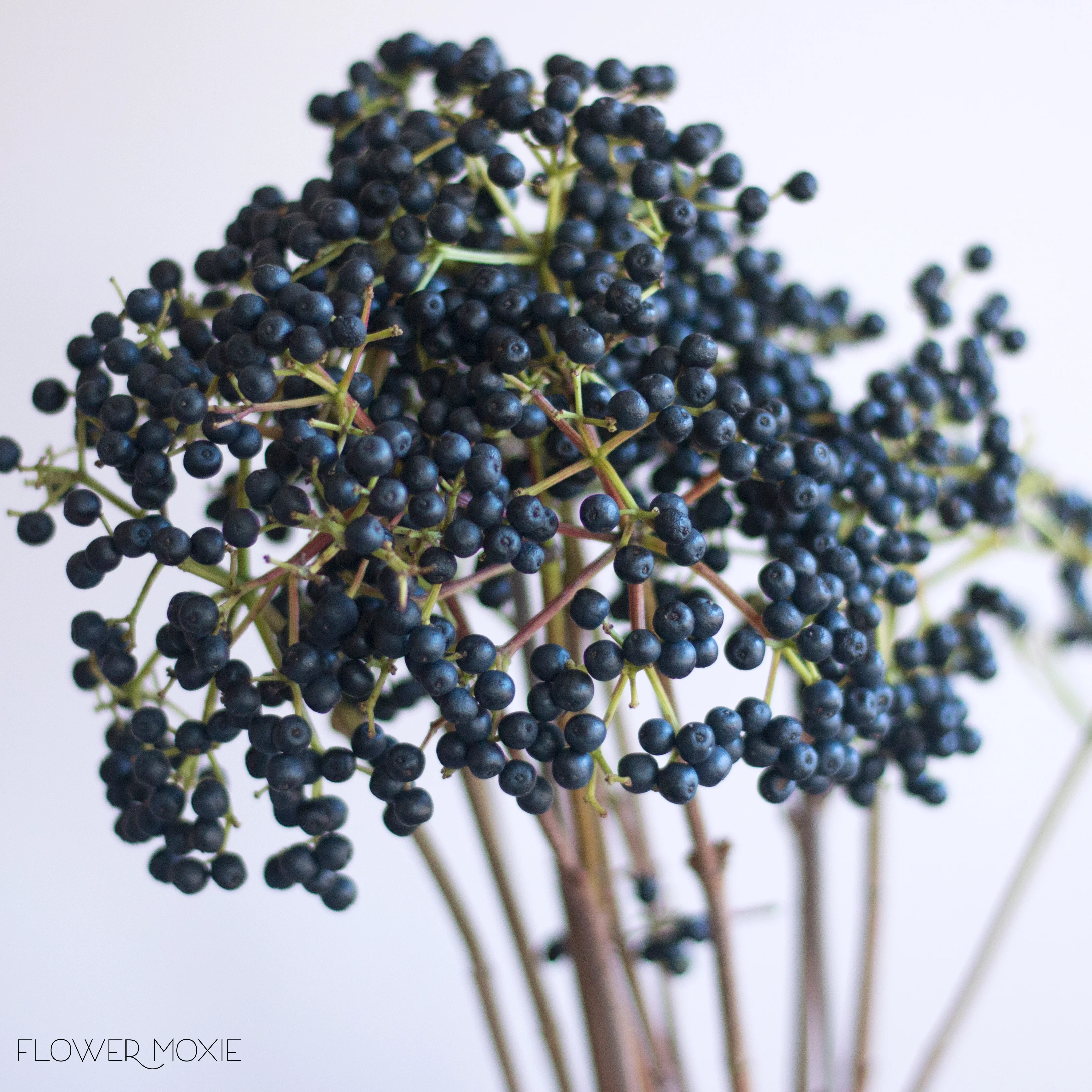 NOV-JAN ONLY - Purple Privet Berry Foliage - Image 3