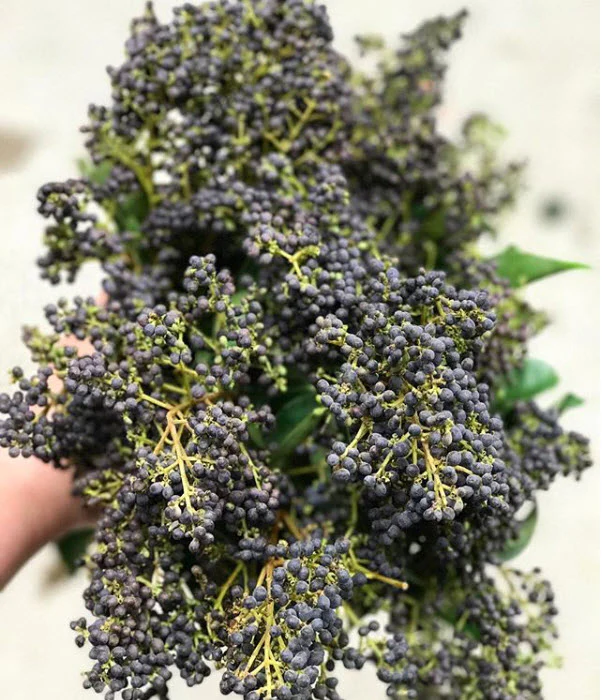 NOV-JAN ONLY - Purple Privet Berry Foliage - Image 5