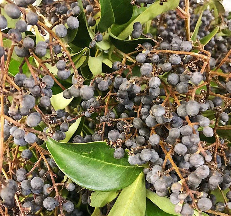 NOV-JAN ONLY - Purple Privet Berry Foliage - Image 7