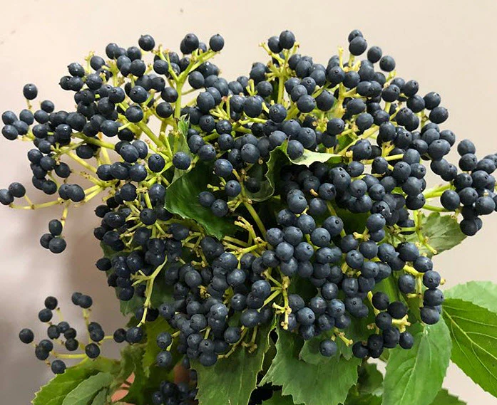 NOV-JAN ONLY - Purple Privet Berry Foliage - Image 8