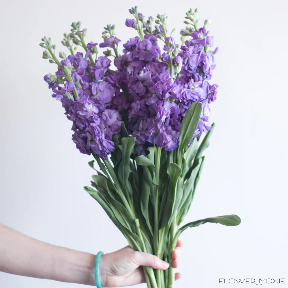 Purple Stock Flower
