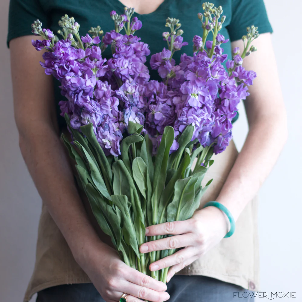 Purple Stock Flower - Image 3