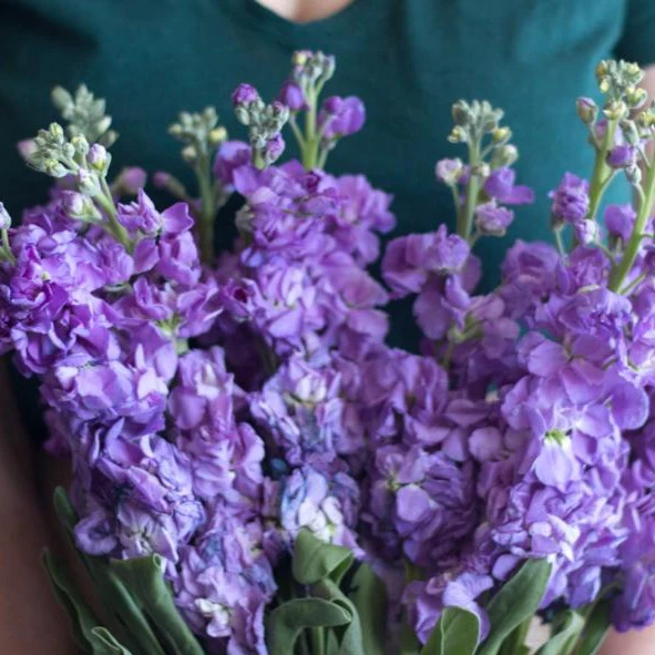 Purple Stock Flower - Image 4