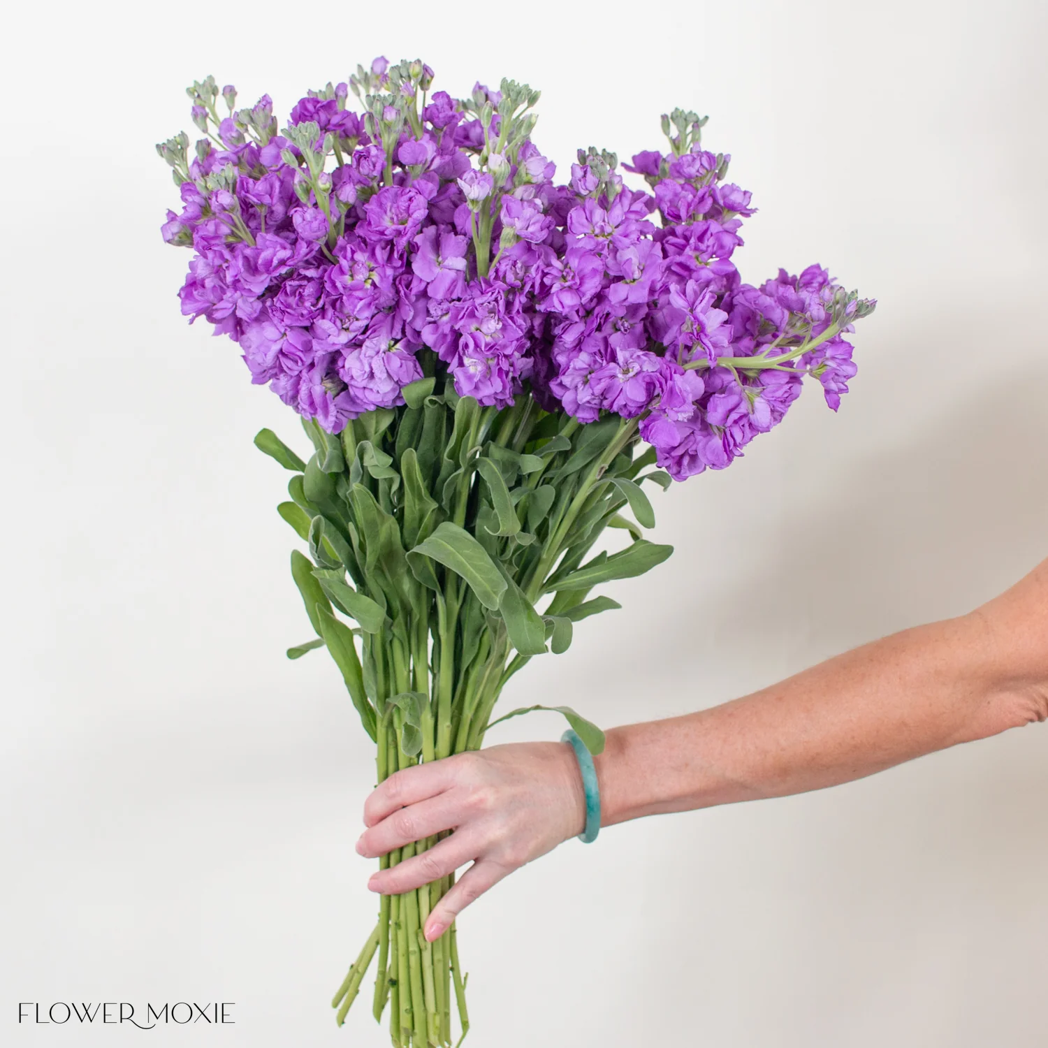 Purple Stock Flower - Image 7