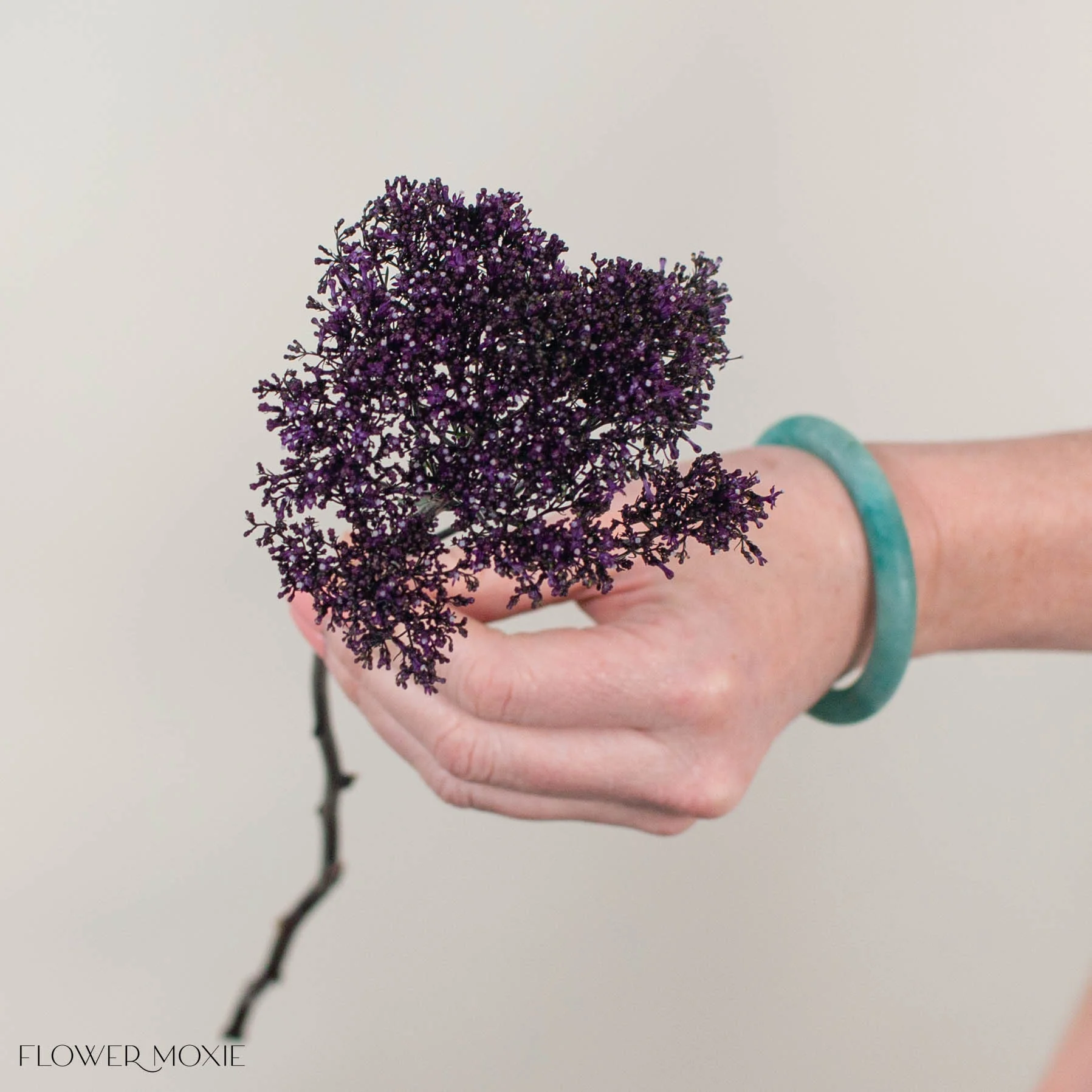 Purple Trachelium Flower - Image 3