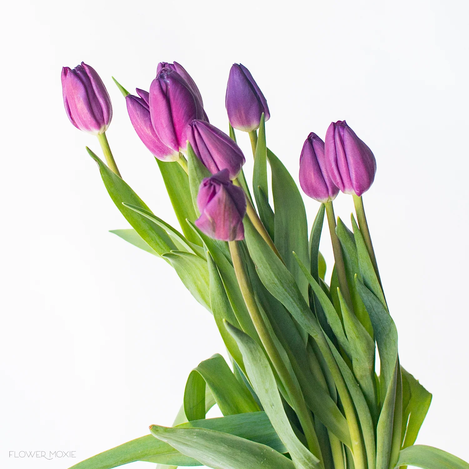 Purple Tulip Flower - Image 3