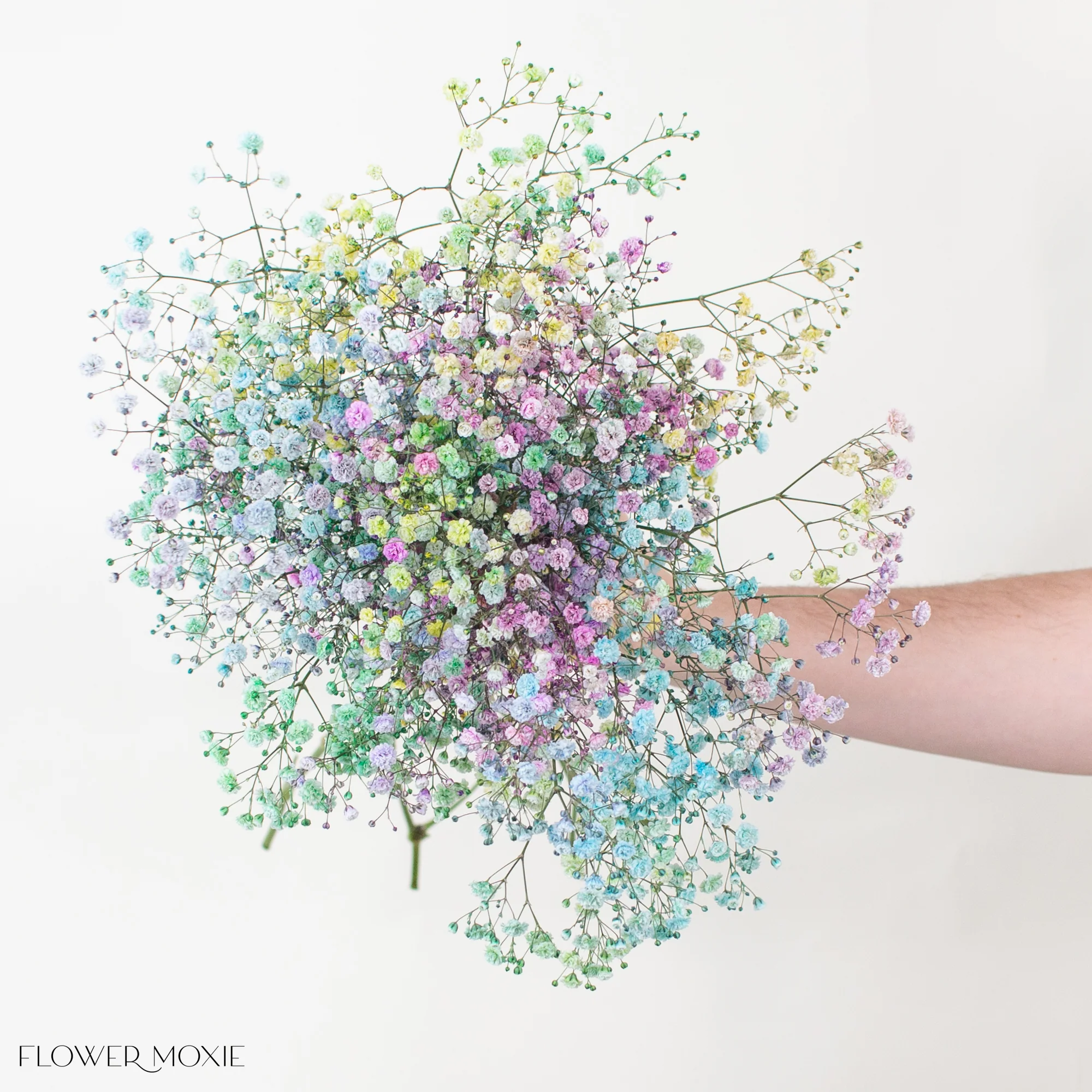 Tinted Rainbow Baby's Breath Flower