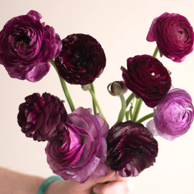 Ranunculus x 30 stems - Image 5