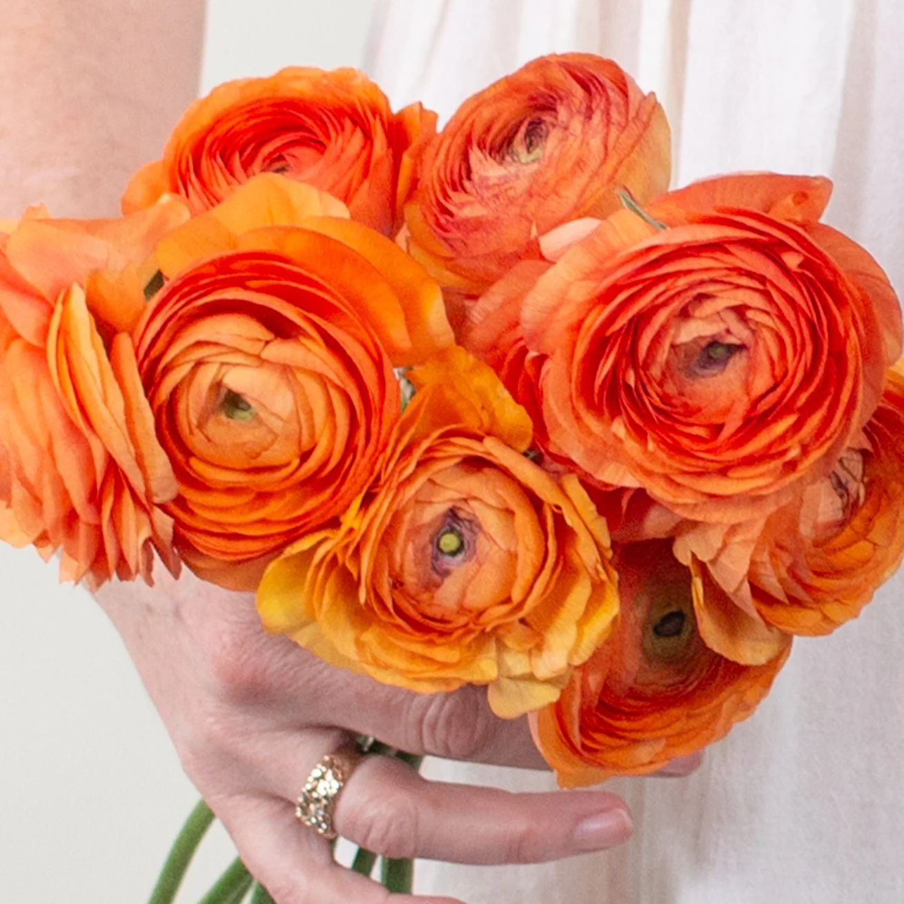 Ranunculus x 60 stems - Image 3
