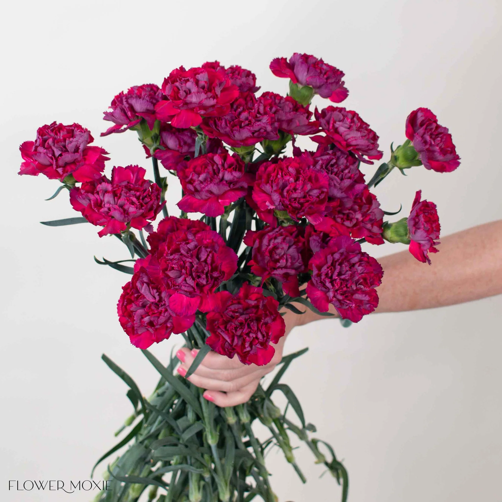 Raspberry Plum Carnation Flower - Image 4
