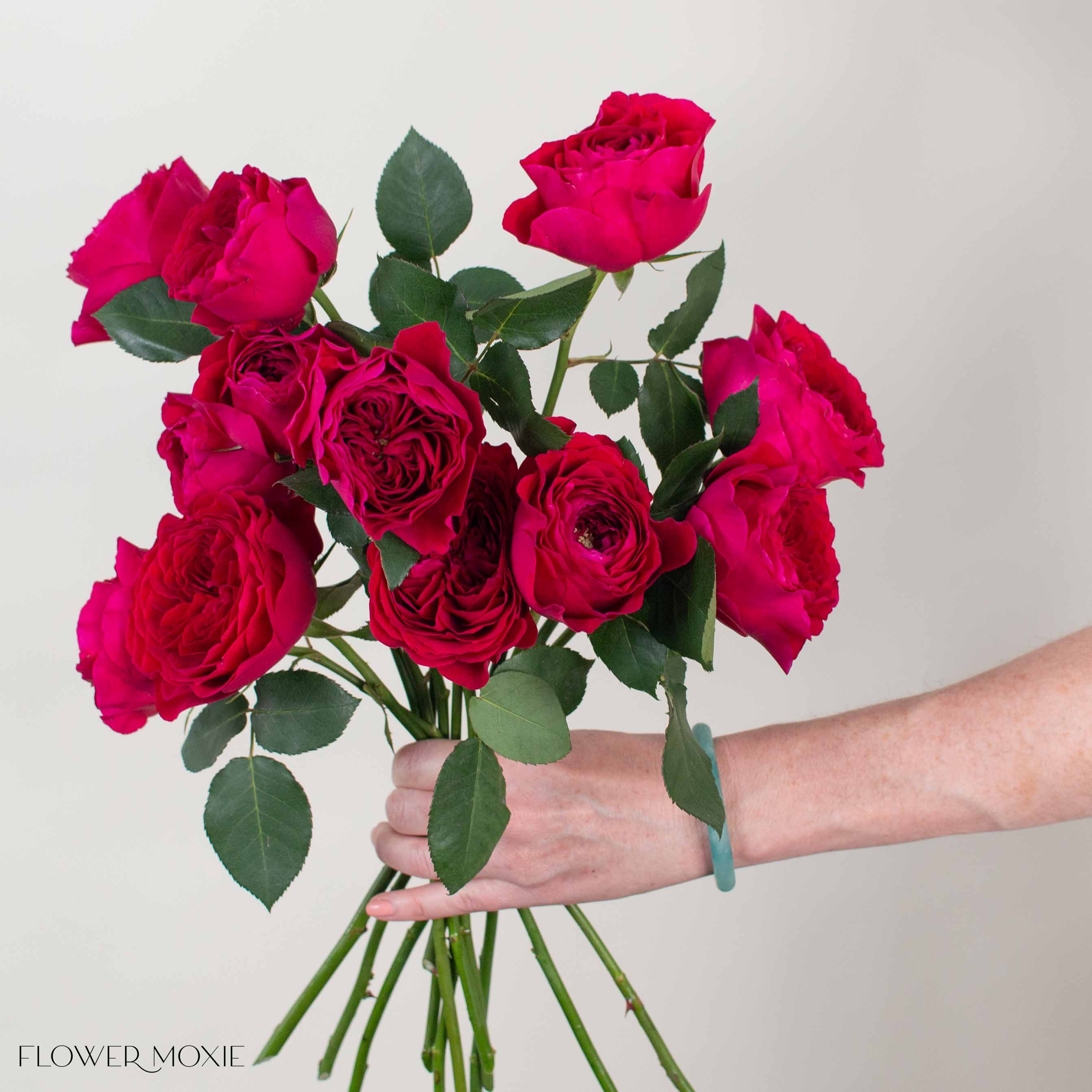 Raspberry Red Darcey David Austin Garden Rose - Image 2