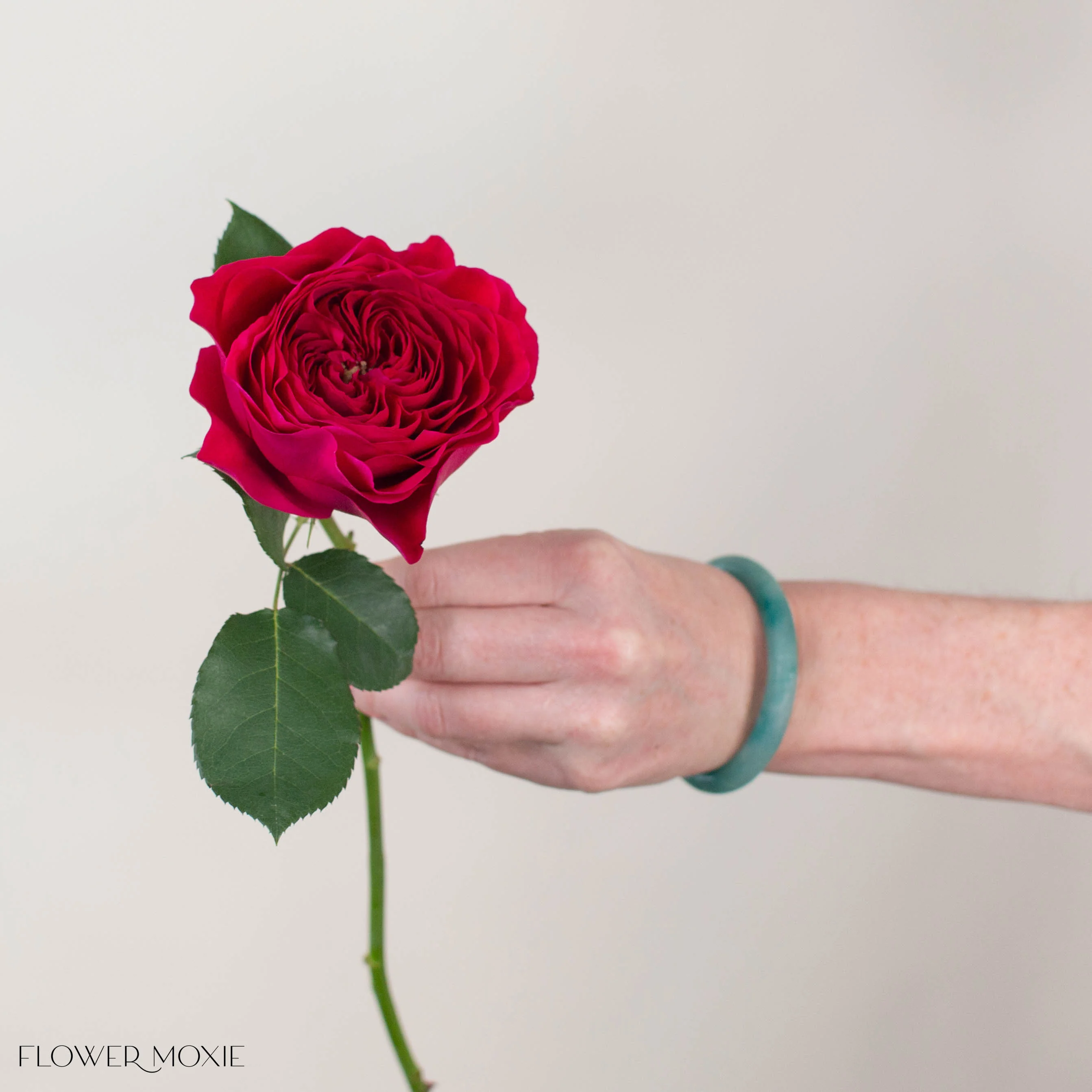 Raspberry Red Darcey David Austin Garden Rose - Image 3