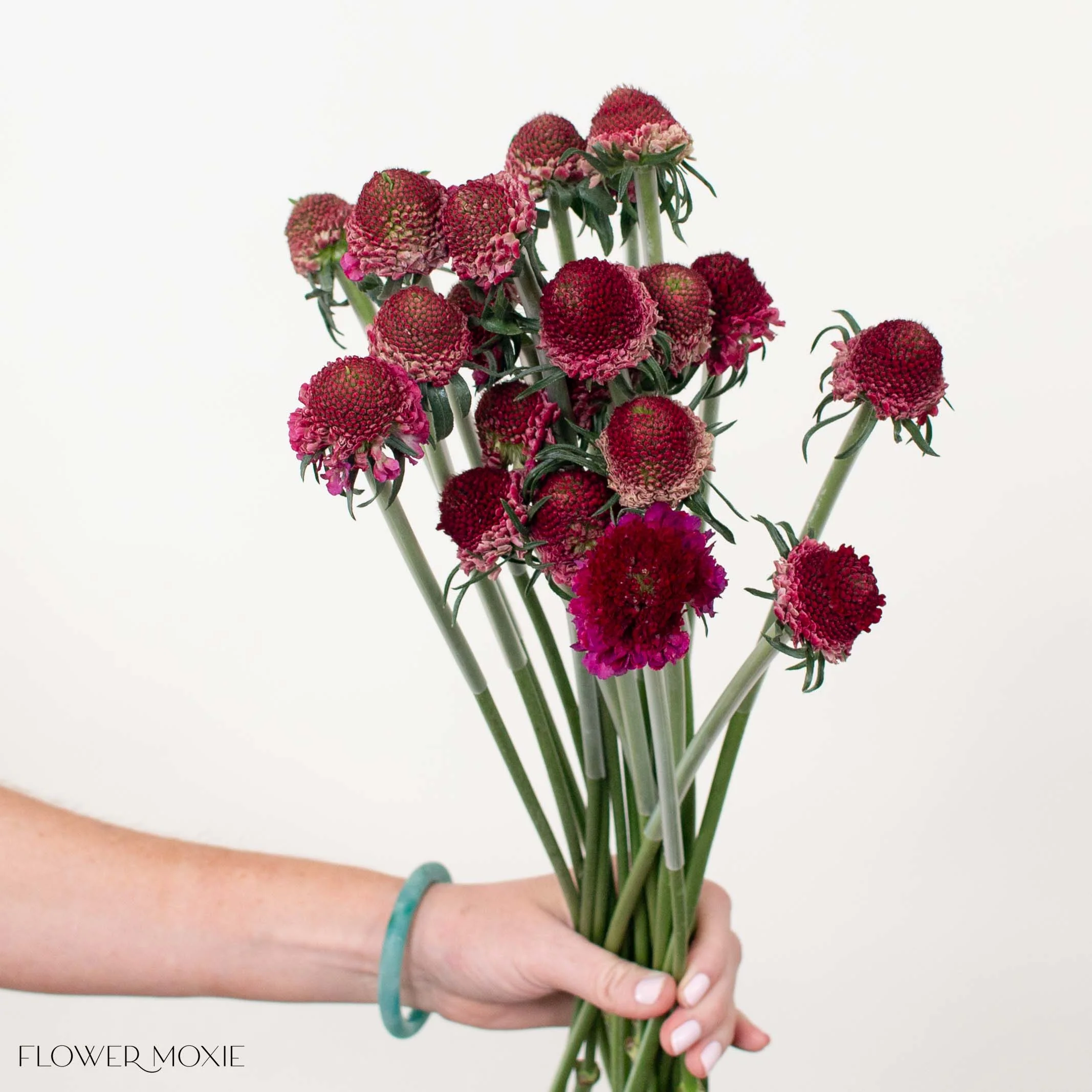 Raspberry Scabiosa Flower - Image 3