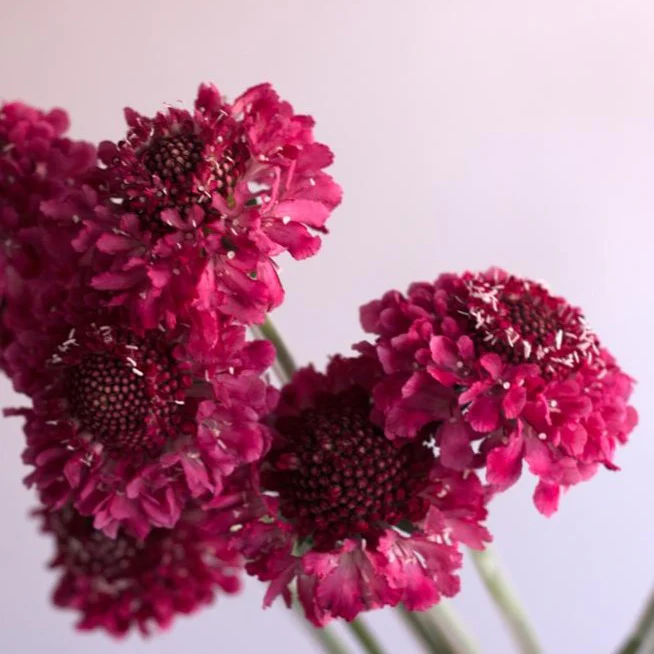 Raspberry Scabiosa Flower - Image 5