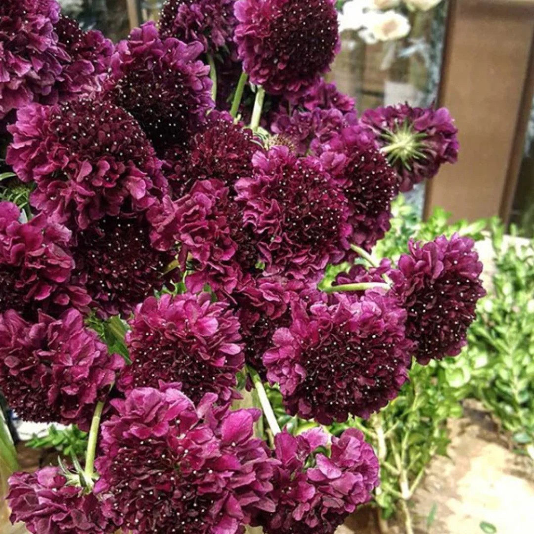 Raspberry Scabiosa Flower - Image 6