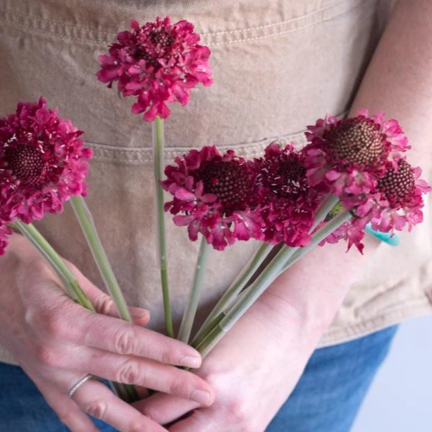 Raspberry Scabiosa Flower - Image 7