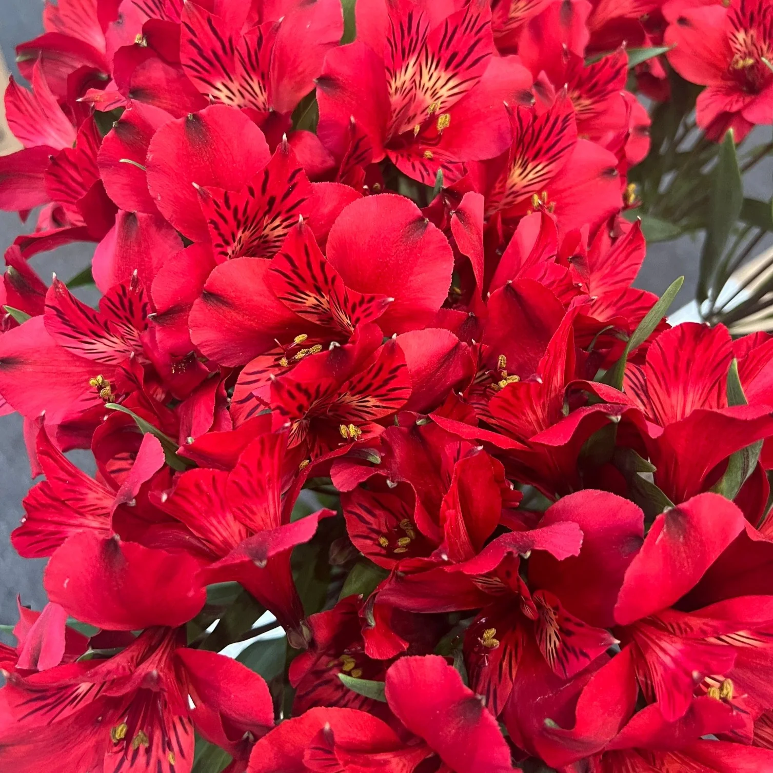 Red Alstroemeria Flower - Image 3