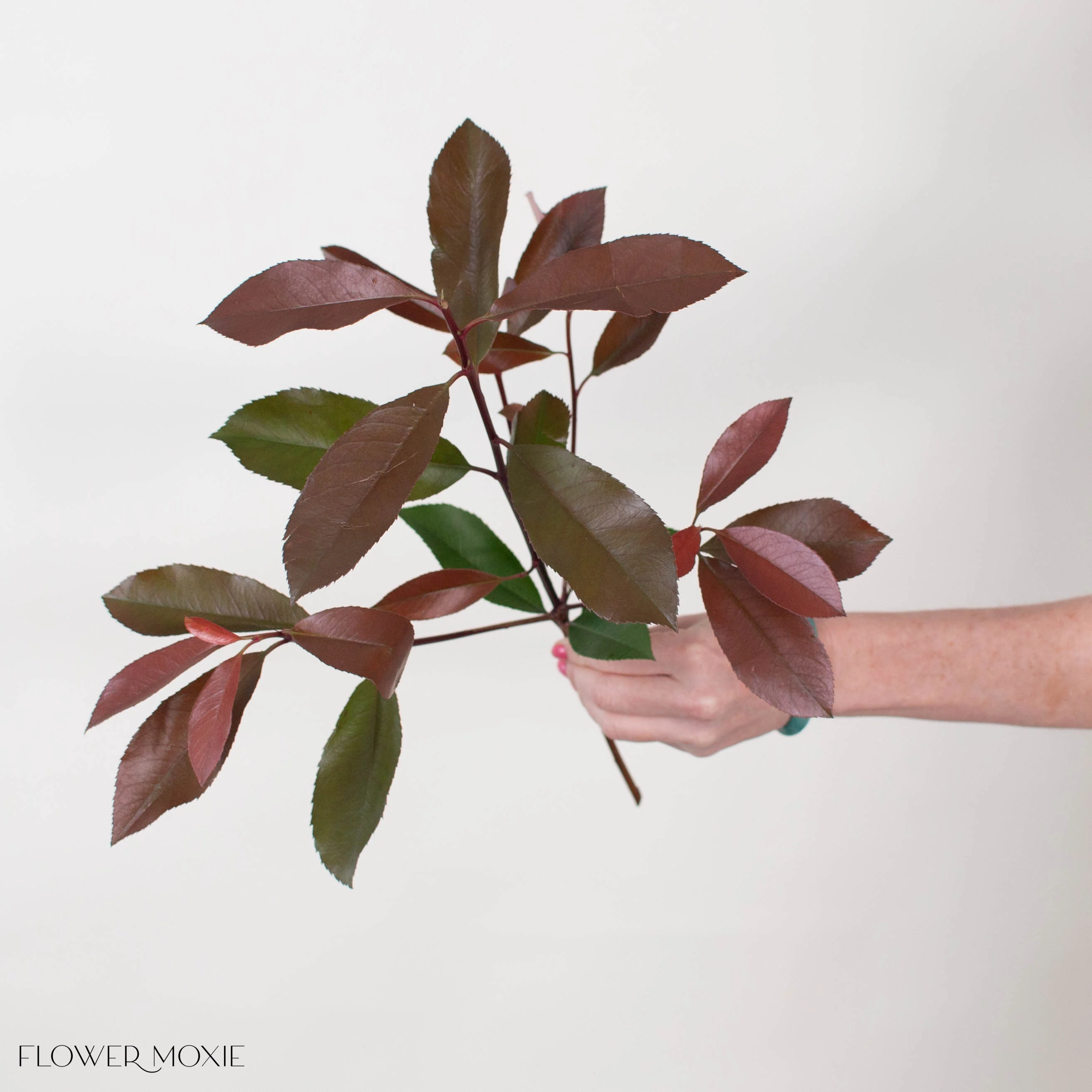 Red and Green Photinia Greenery - Image 2