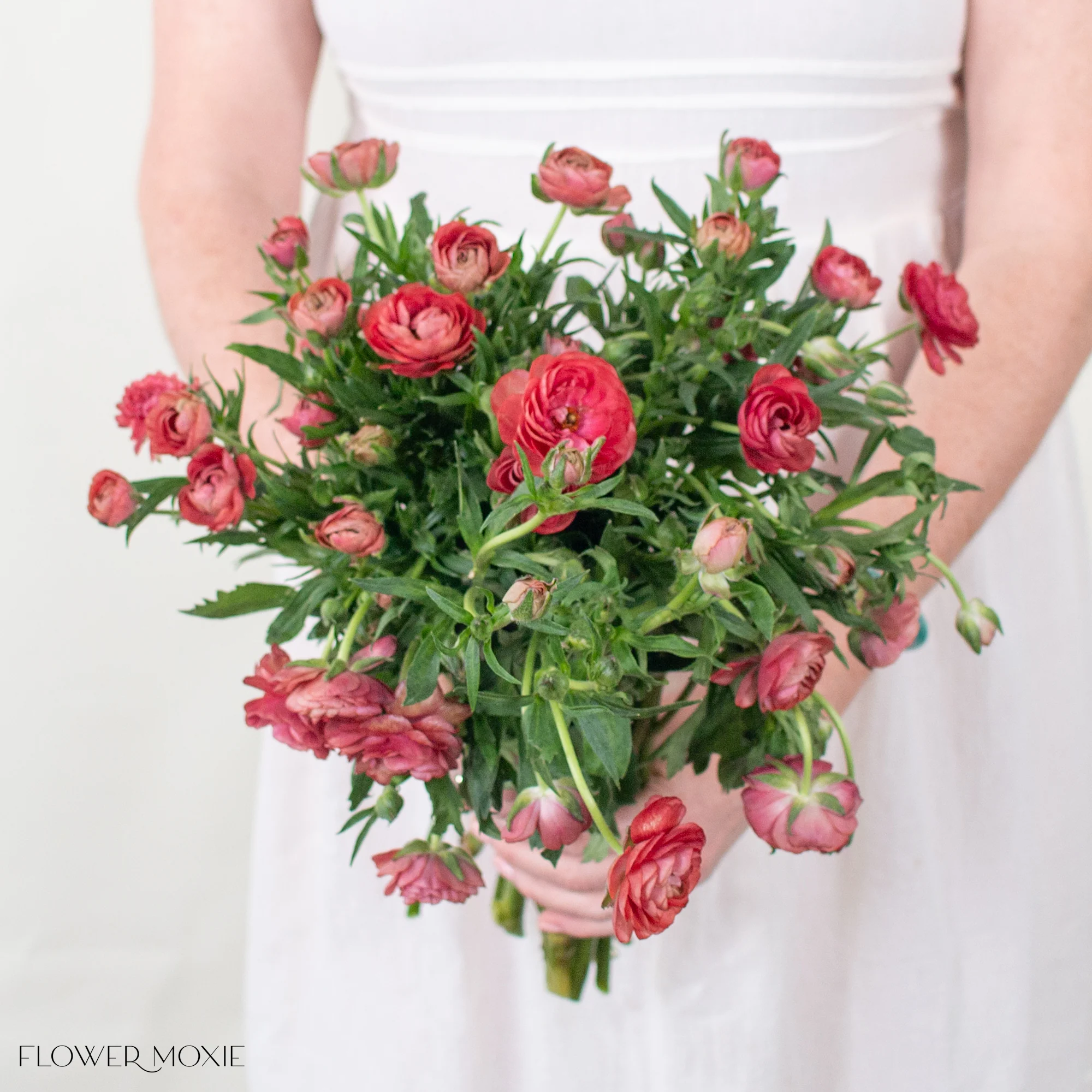 Red Butterfly Ranunculus - Image 3