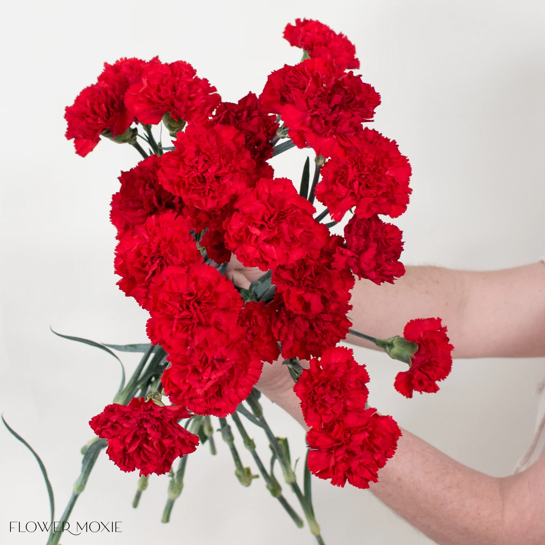 Red Carnation Flower - Image 3