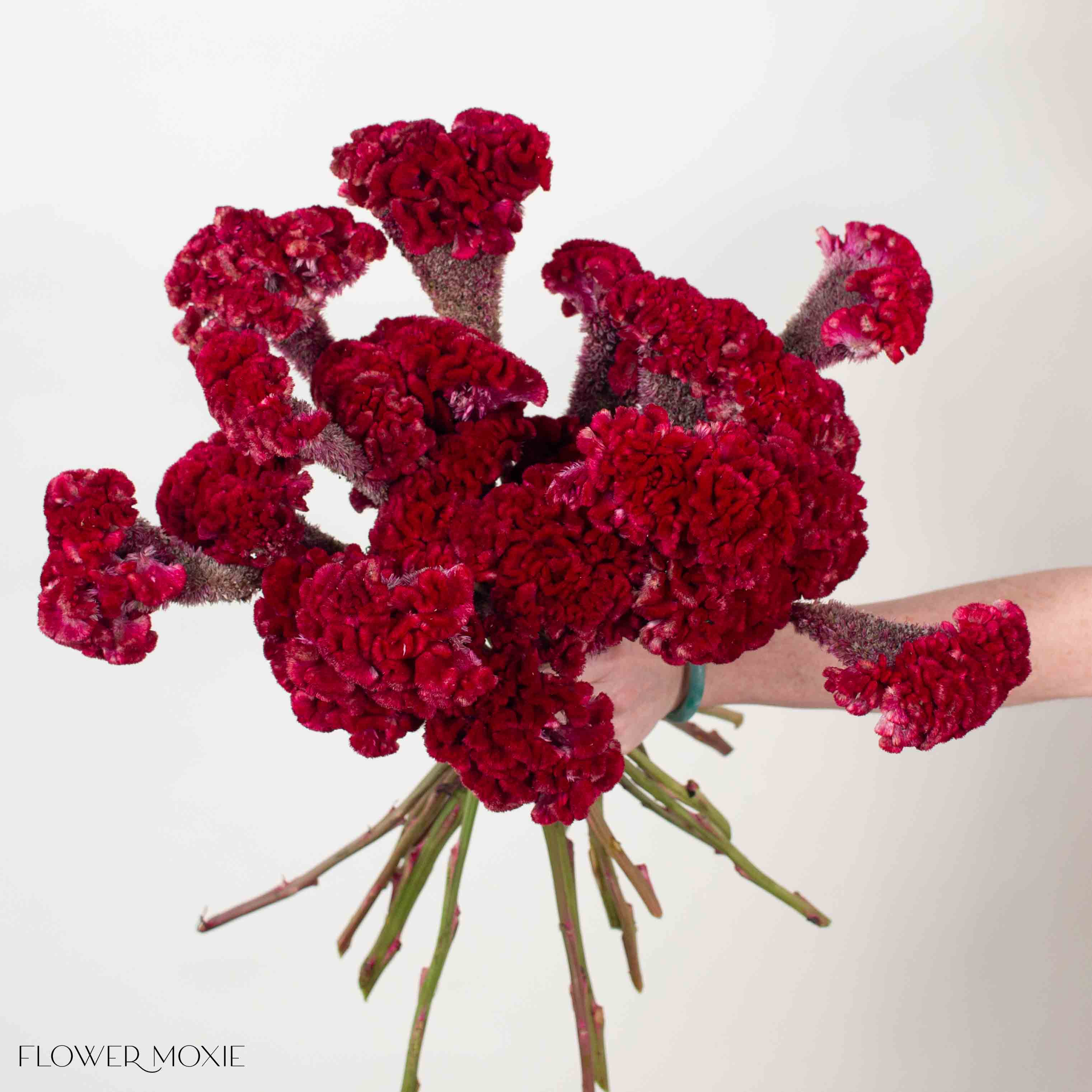 Deep Red Celosia - Image 2