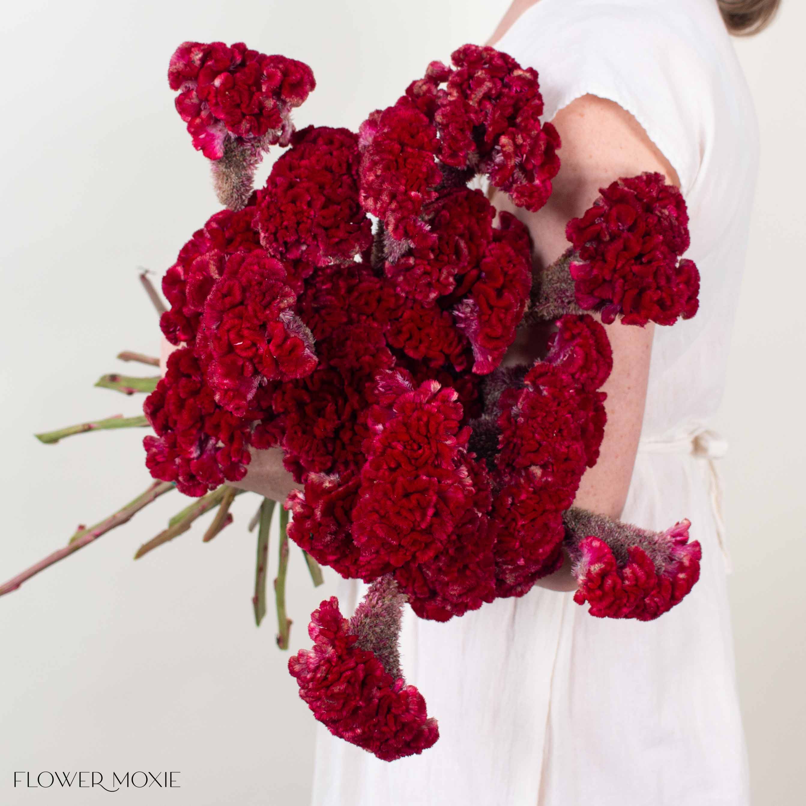 Deep Red Celosia - Image 3