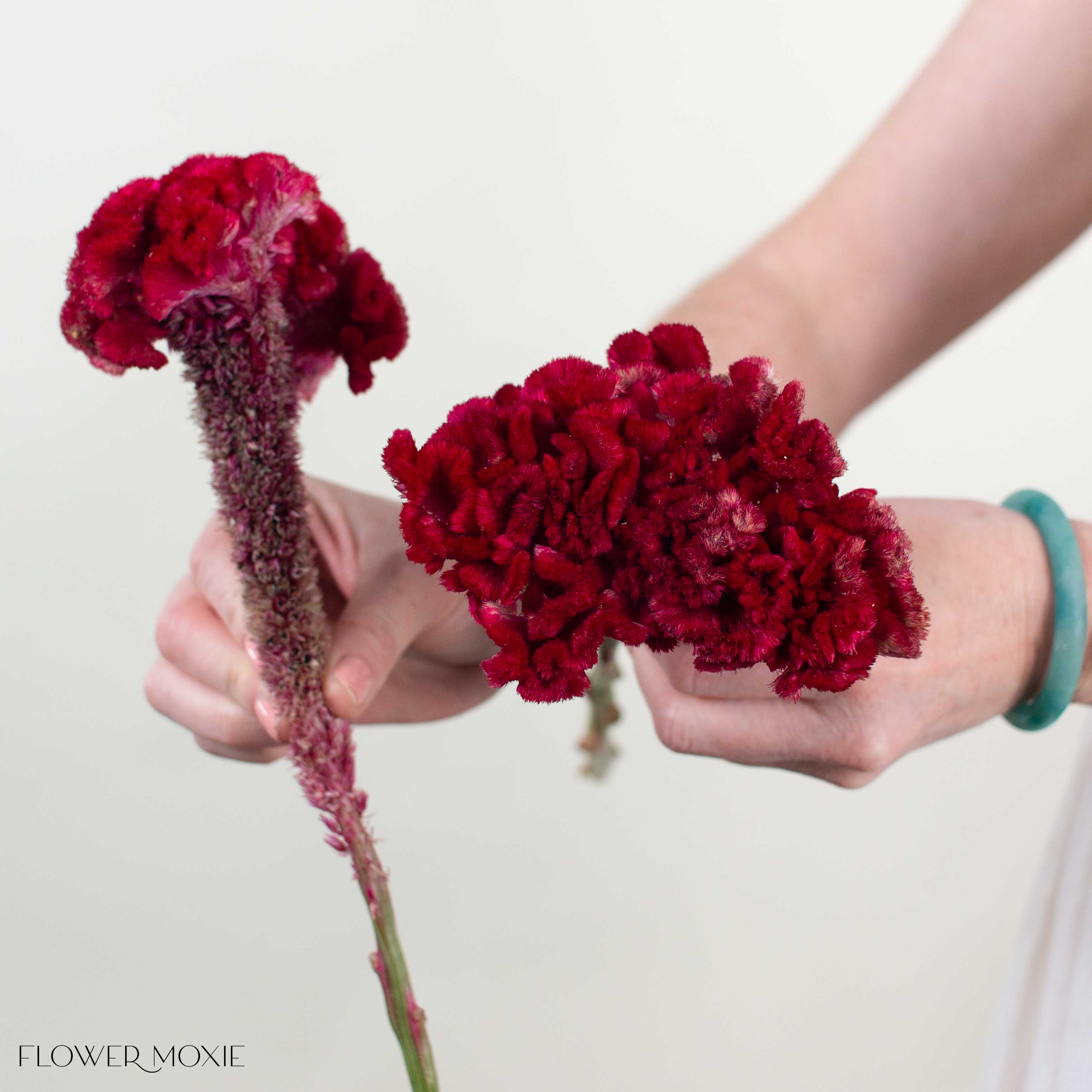 Deep Red Celosia - Image 4