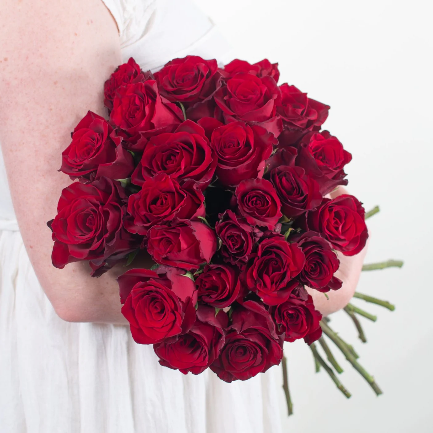 Red Explorer Rose - Image 3