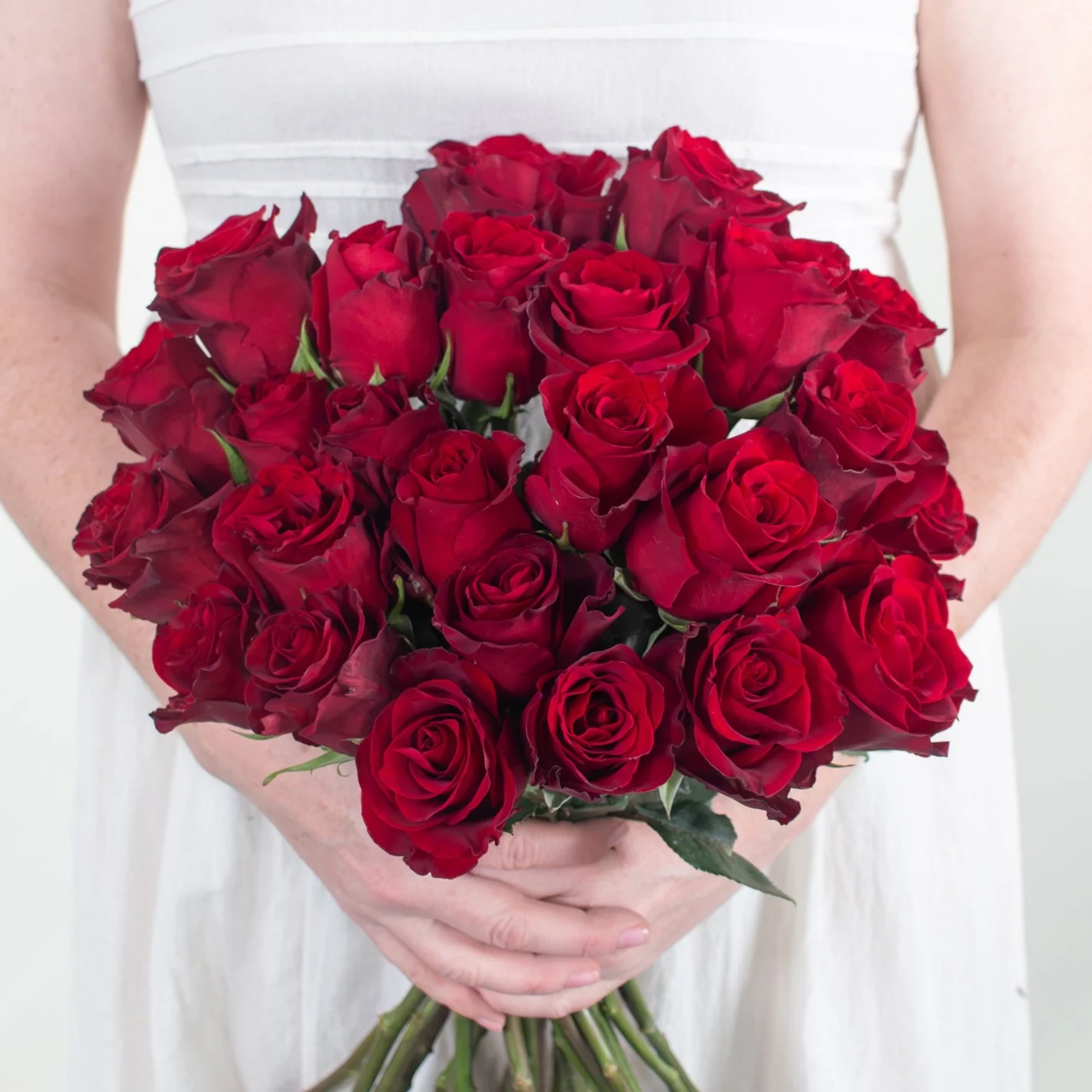 Red Explorer Rose - Image 5