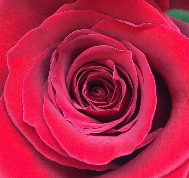 Red Freedom Rose - Image 10