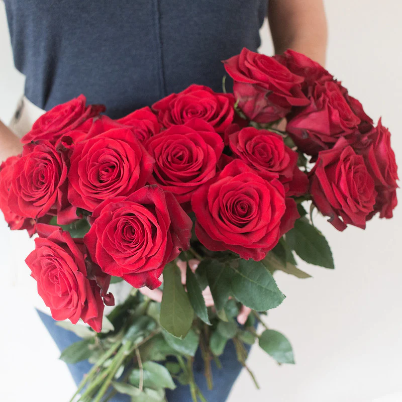 Red Freedom Rose - Image 4