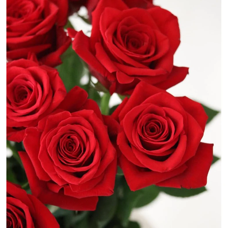 Red Freedom Rose - Image 9