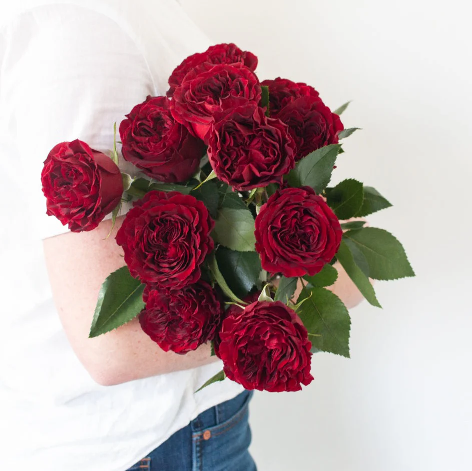 Red Garden Rose - Image 3