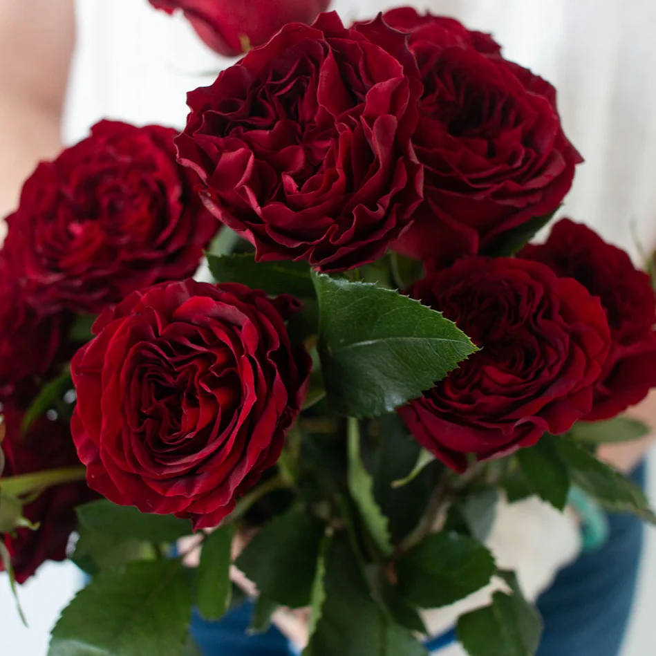 Red Garden Rose - Image 4