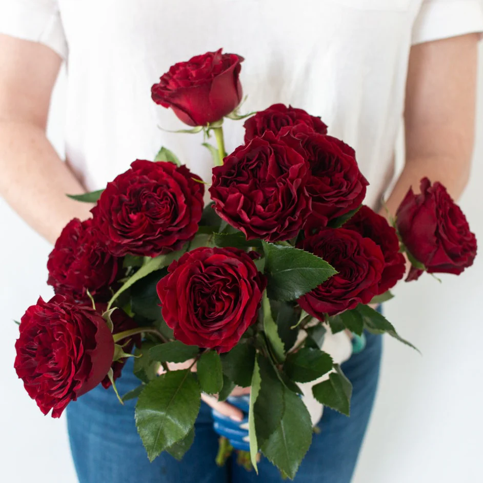 Red Garden Rose - Image 5