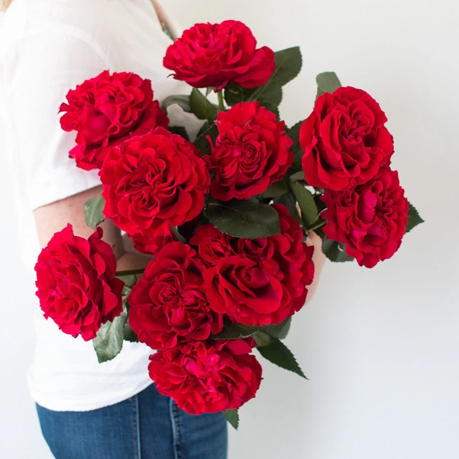 Red Garden Rose - Image 6
