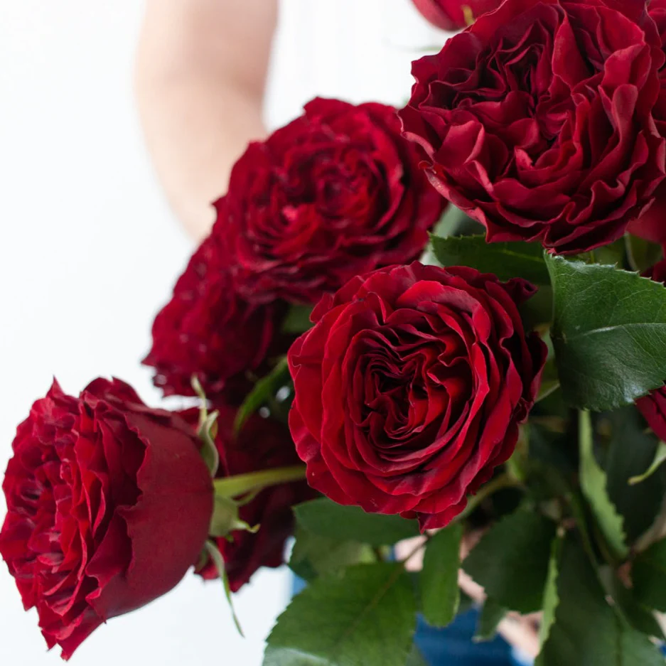 Red Garden Rose - Image 7