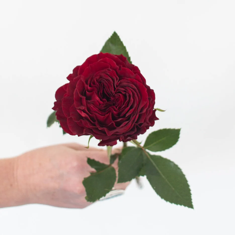 Red Garden Rose - Image 8