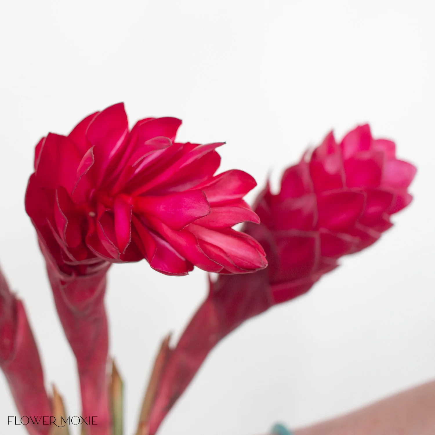 Red Ginger - Image 3