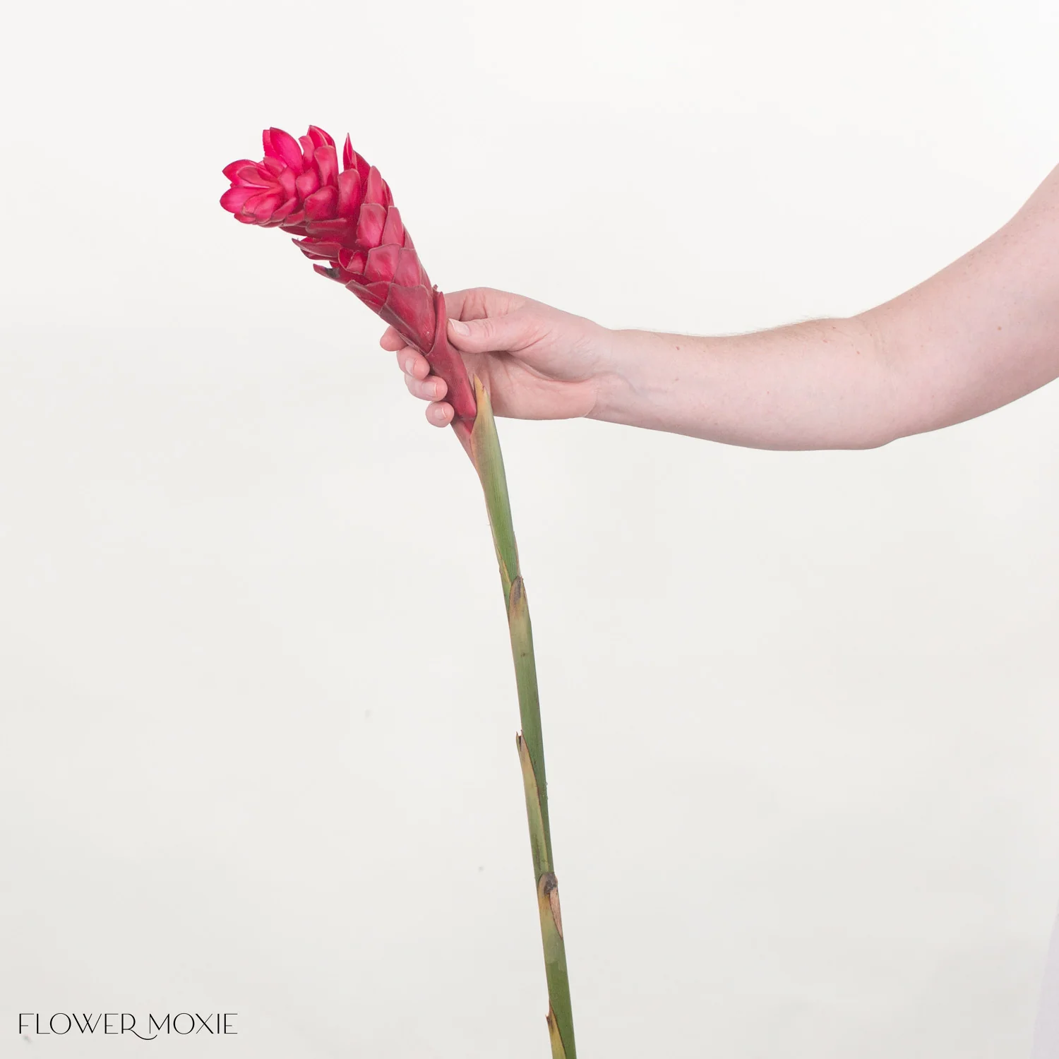Red Ginger - Image 4
