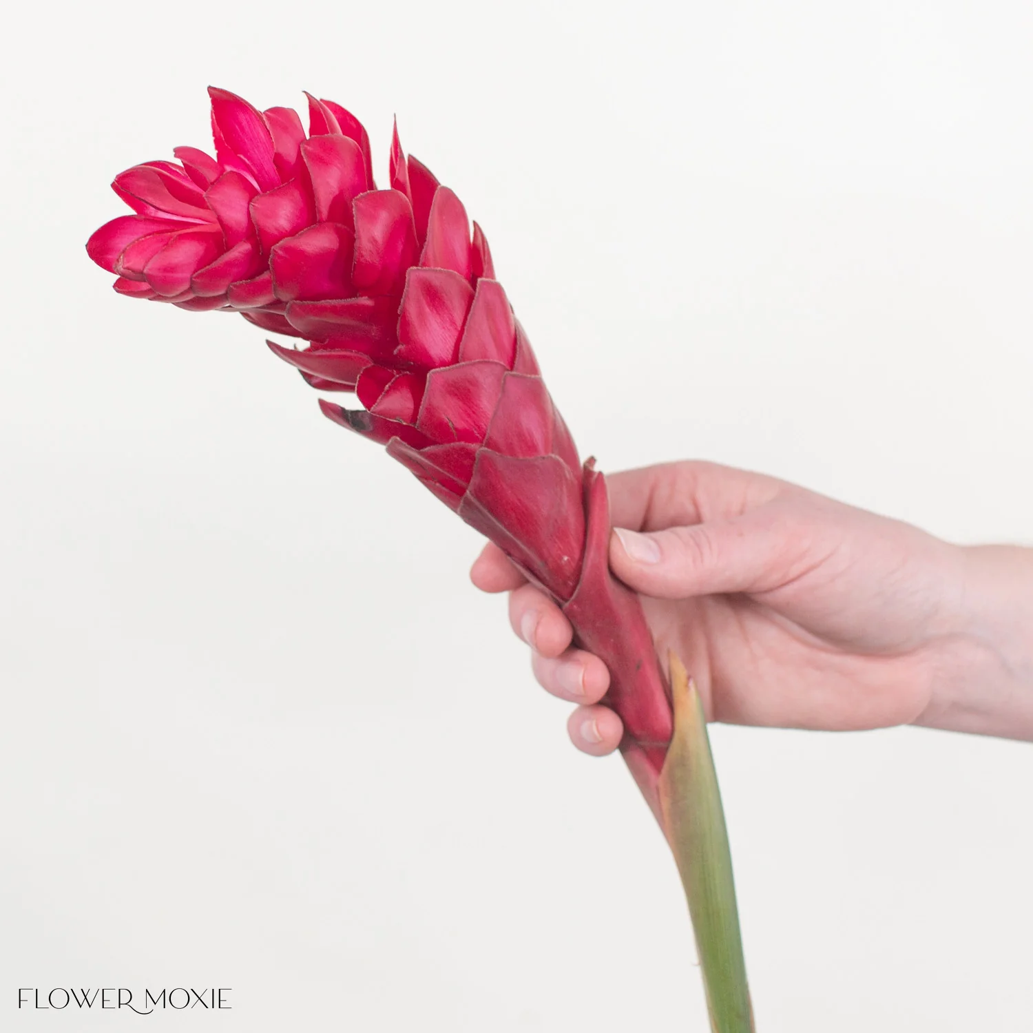 Red Ginger - Image 7