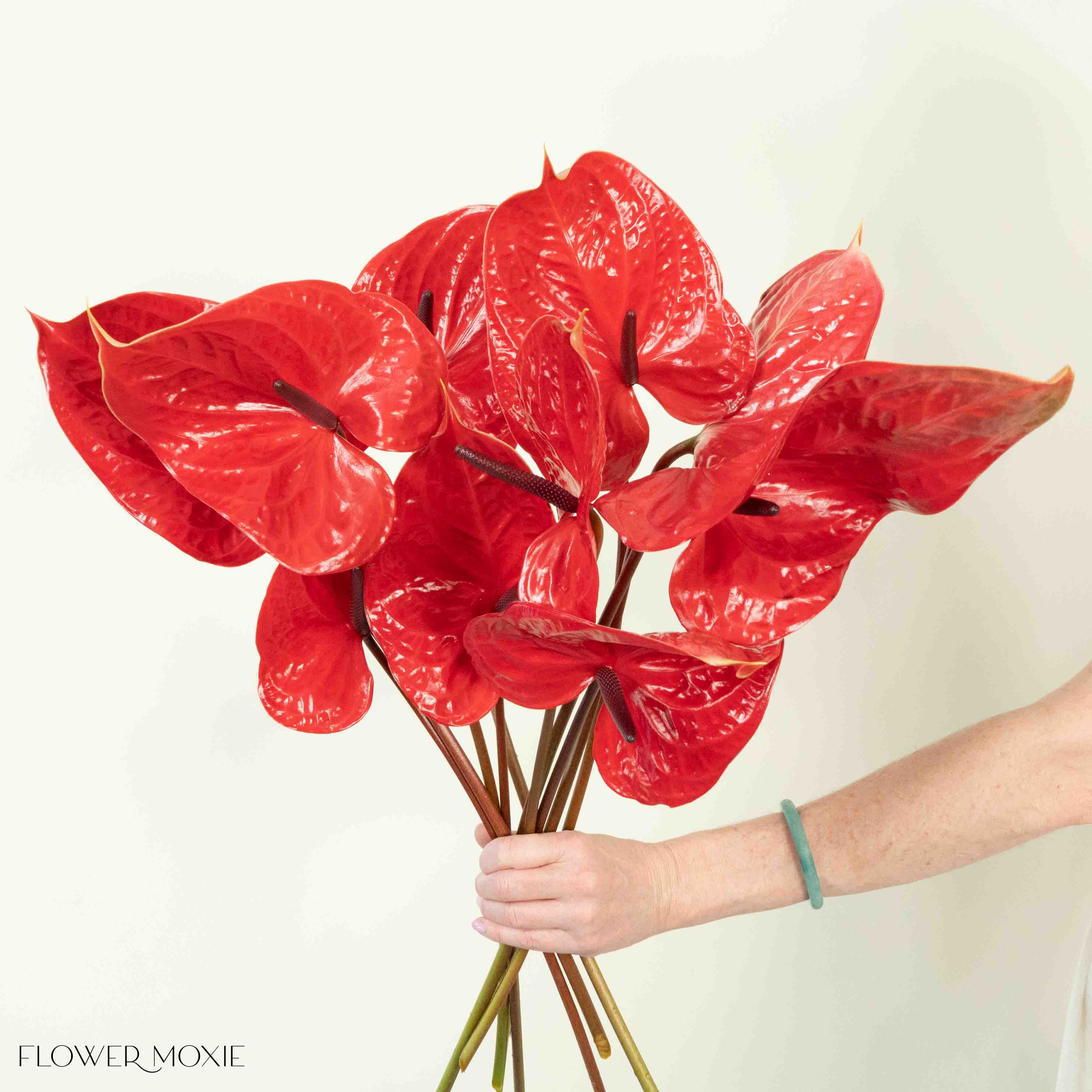Giant Red Italian Anthurium - Image 3