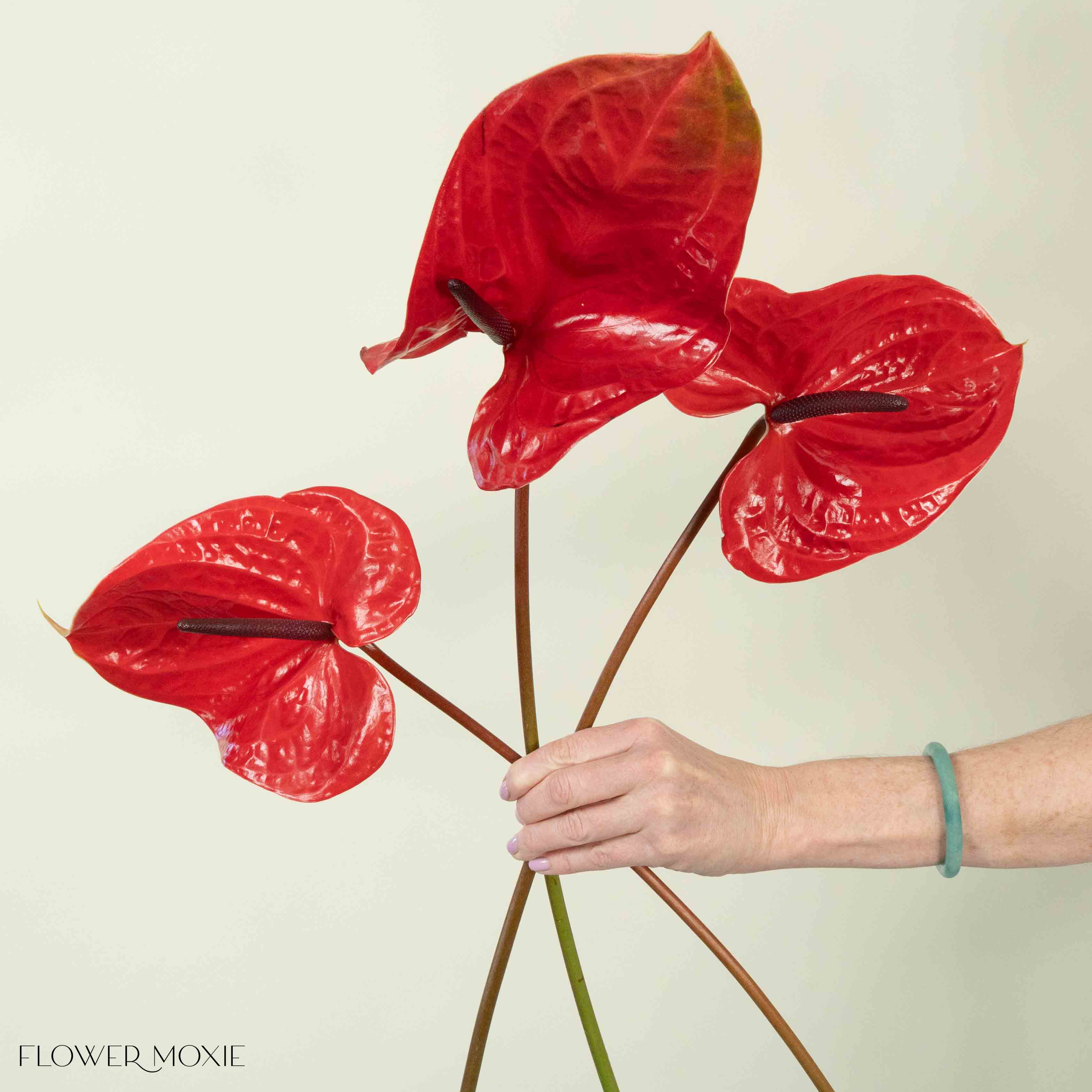 Giant Red Italian Anthurium - Image 4